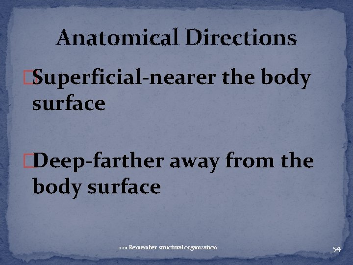 Anatomical Directions �Superficial-nearer the body surface �Deep-farther away from the body surface 1. 01