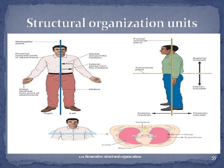 Structural organization units 1. 01 Remember structural organization 55 