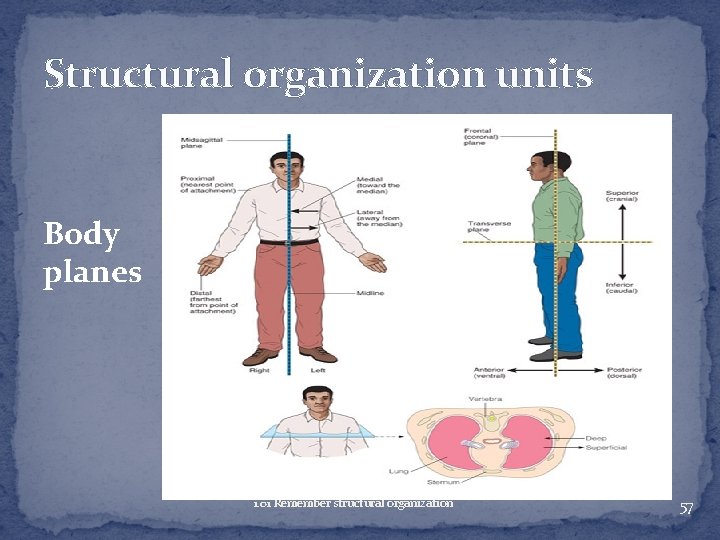 Structural organization units Body planes 1. 01 Remember structural organization 57 