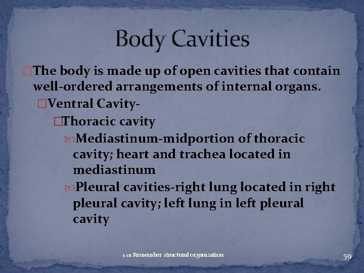 Body Cavities �The body is made up of open cavities that contain well-ordered arrangements