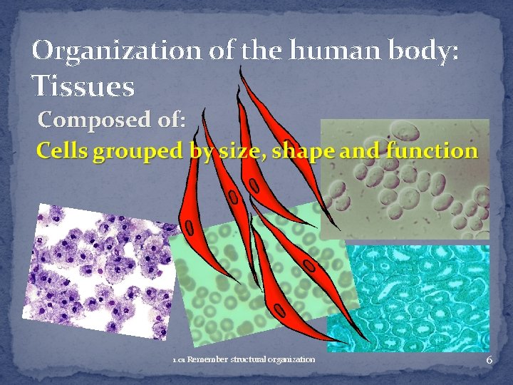 Organization of the human body: Tissues Composed of: 1. 01 Remember structural organization 6