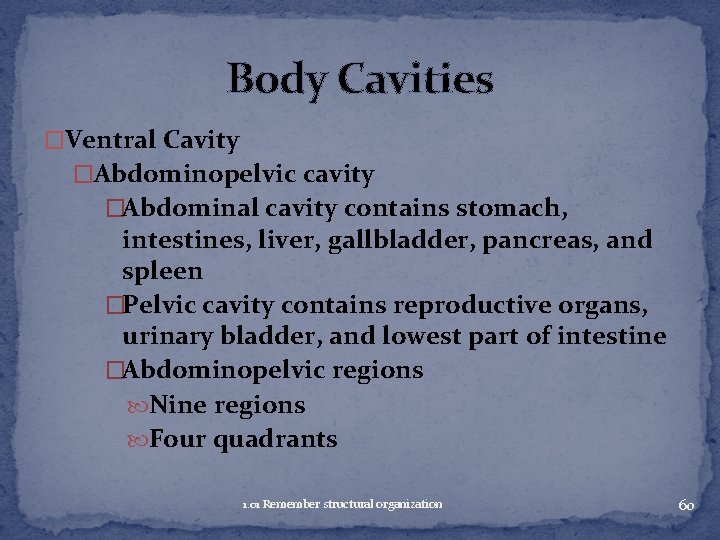 Body Cavities �Ventral Cavity �Abdominopelvic cavity �Abdominal cavity contains stomach, intestines, liver, gallbladder, pancreas,