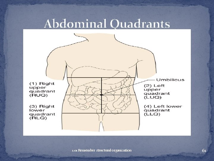 Abdominal Quadrants 1. 01 Remember structural organization 61 