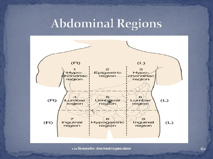 Abdominal Regions 1. 01 Remember structural organization 62 