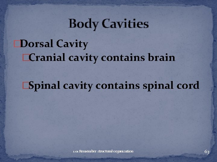 Body Cavities �Dorsal Cavity �Cranial cavity contains brain �Spinal cavity contains spinal cord 1.