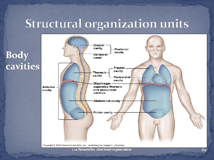 Structural organization units Body cavities 1. 01 Remember structural organization 64 
