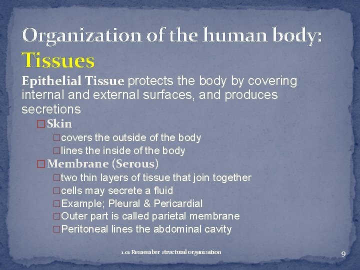 Organization of the human body: Tissues Epithelial Tissue protects the body by covering internal