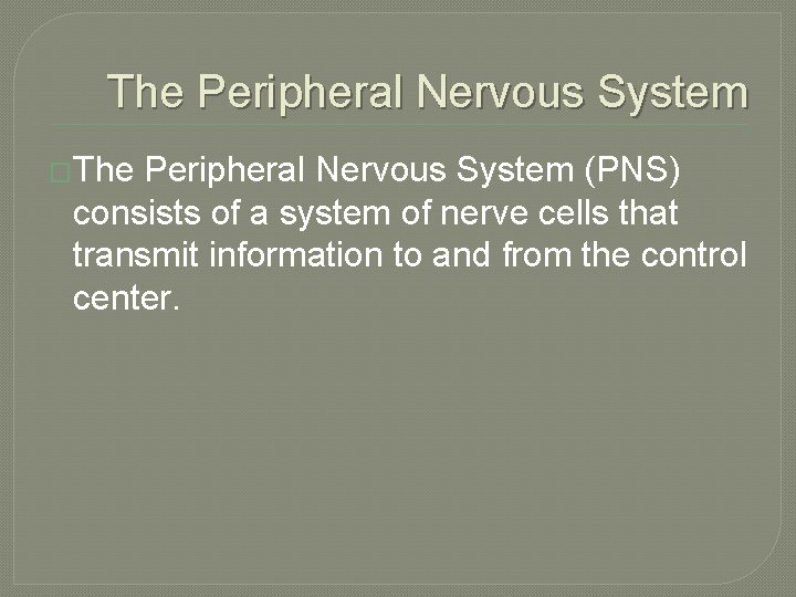 The Peripheral Nervous System �The Peripheral Nervous System (PNS) consists of a system of