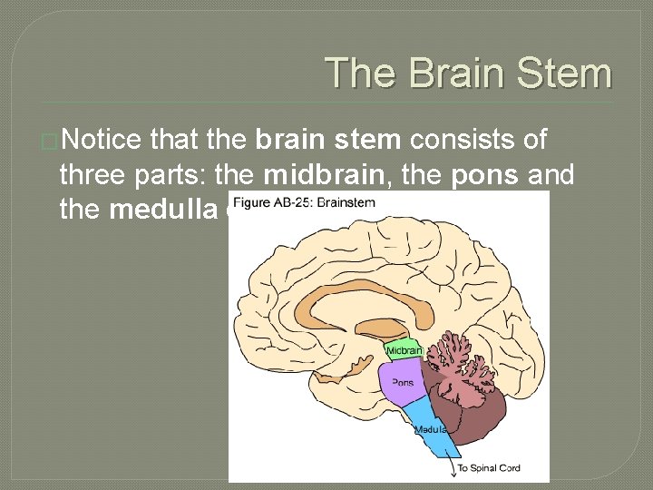 The Brain Stem �Notice that the brain stem consists of three parts: the midbrain,