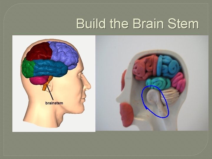 Build the Brain Stem 