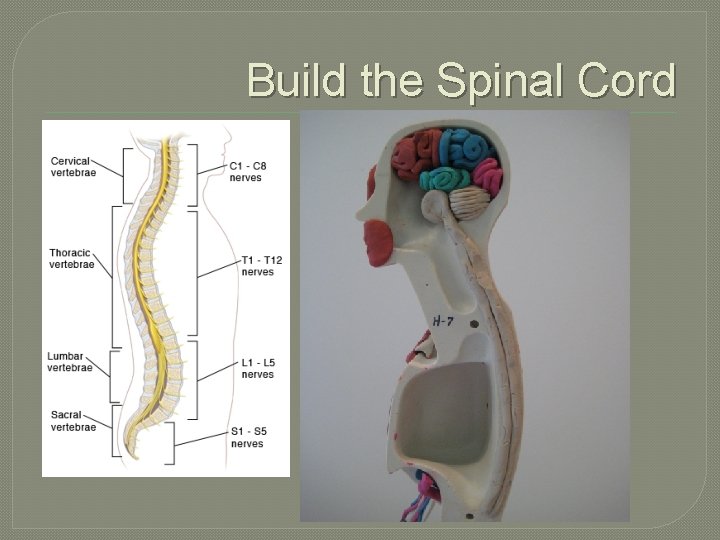 Build the Spinal Cord 