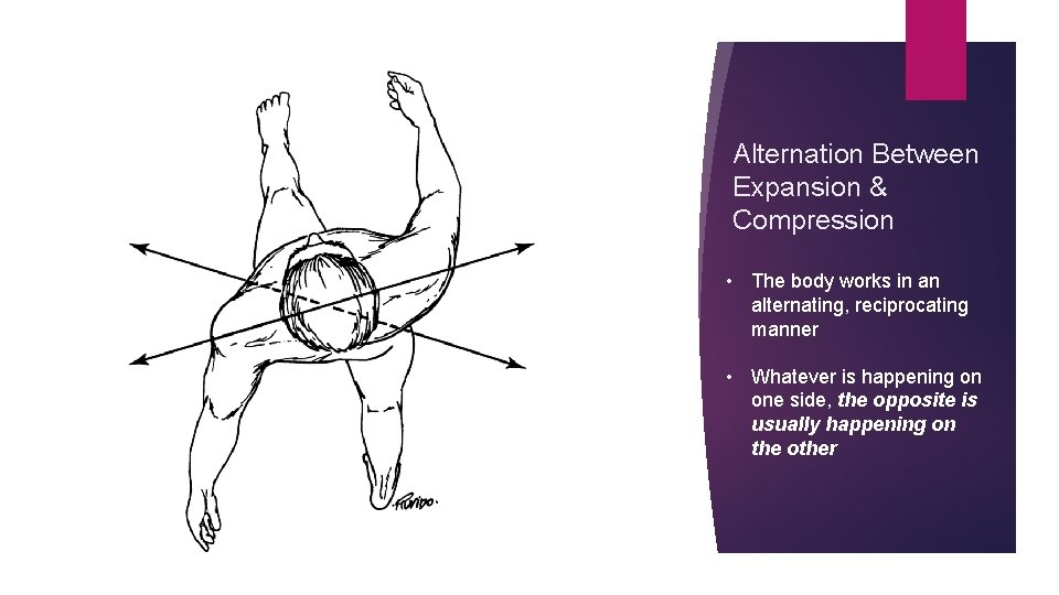 Alternation Between Expansion & Compression • The body works in an alternating, reciprocating manner
