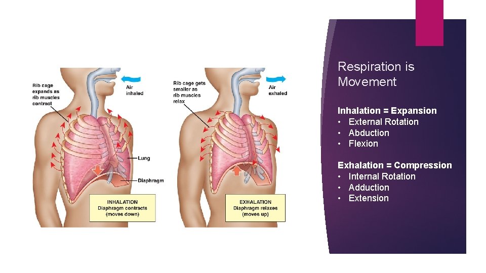 Respiration is Movement Inhalation = Expansion • External Rotation • Abduction • Flexion Exhalation