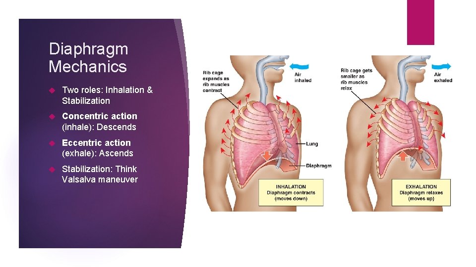 Diaphragm Mechanics Two roles: Inhalation & Stabilization Concentric action (inhale): Descends Eccentric action (exhale):