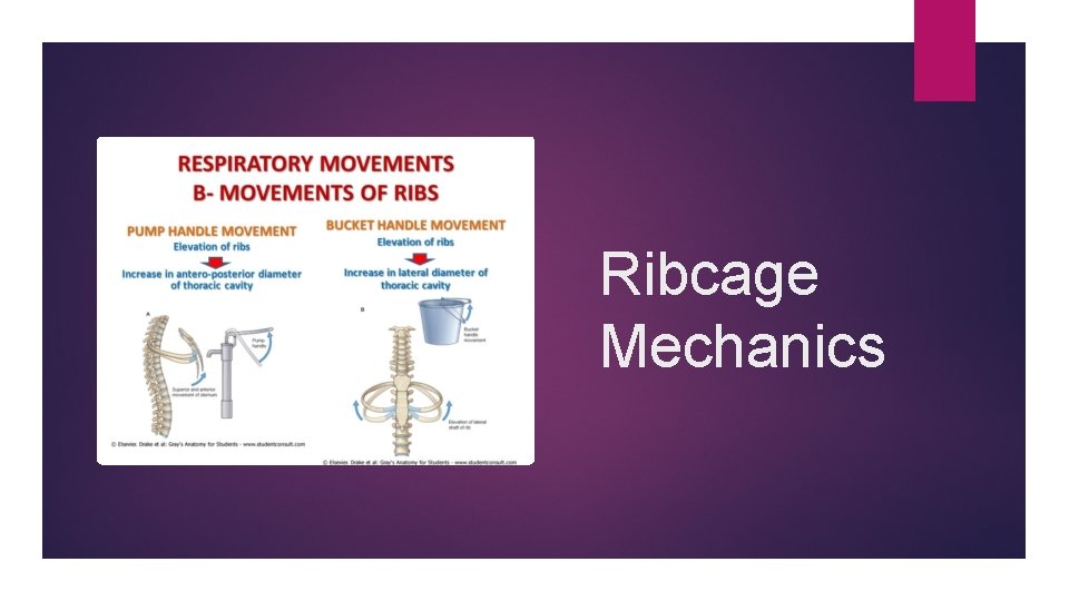 Ribcage Mechanics 