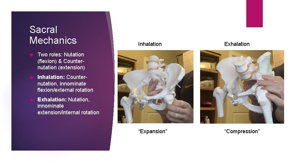 Sacral Mechanics Two roles: Nutation (flexion) & Counternutation (extension) Inhalation: Counternutation, innominate flexion/external rotation