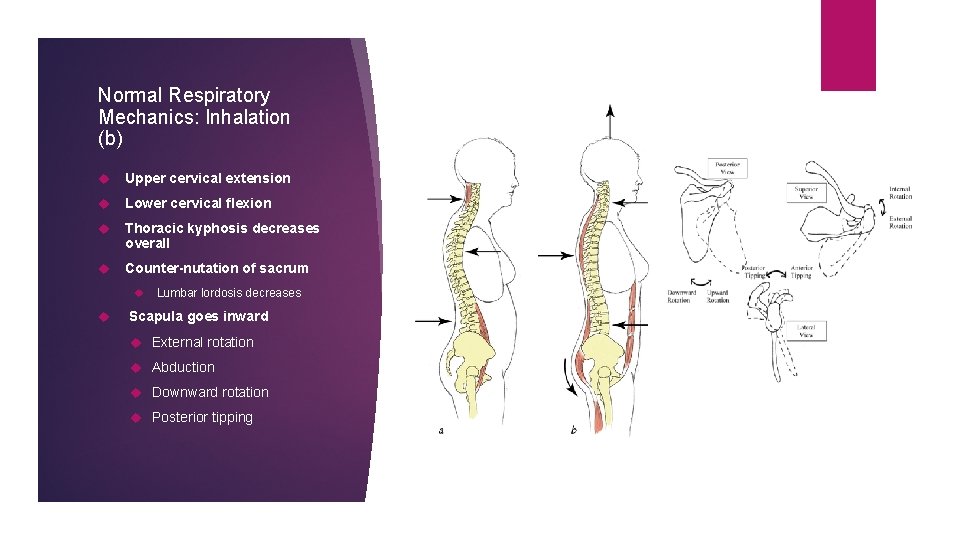 Normal Respiratory Mechanics: Inhalation (b) Upper cervical extension Lower cervical flexion Thoracic kyphosis decreases