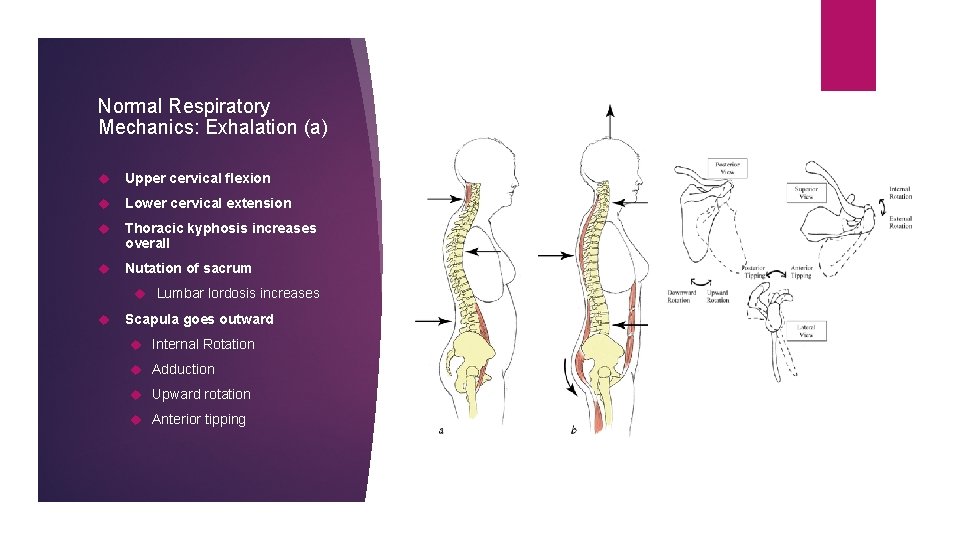 Normal Respiratory Mechanics: Exhalation (a) Upper cervical flexion Lower cervical extension Thoracic kyphosis increases