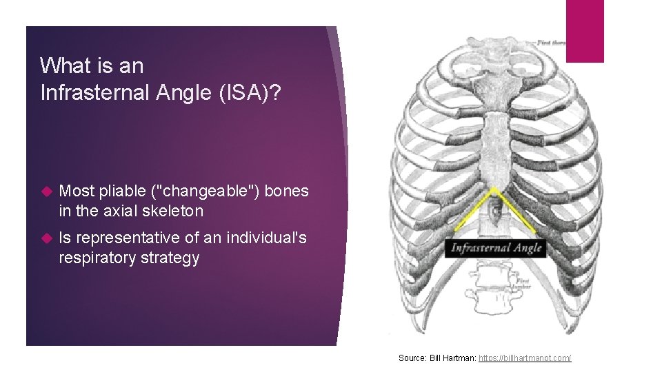 What is an Infrasternal Angle (ISA)? Most pliable ("changeable") bones in the axial skeleton