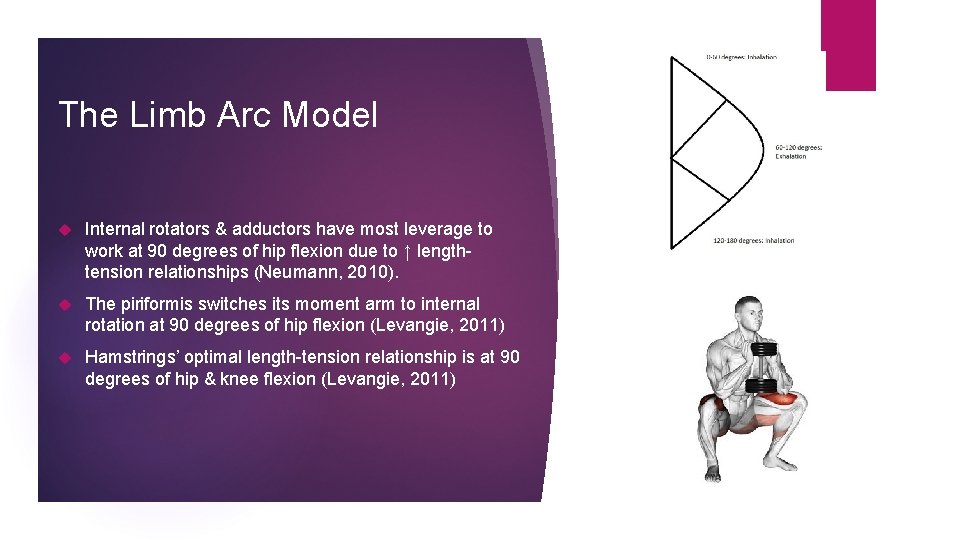 The Limb Arc Model Internal rotators & adductors have most leverage to work at