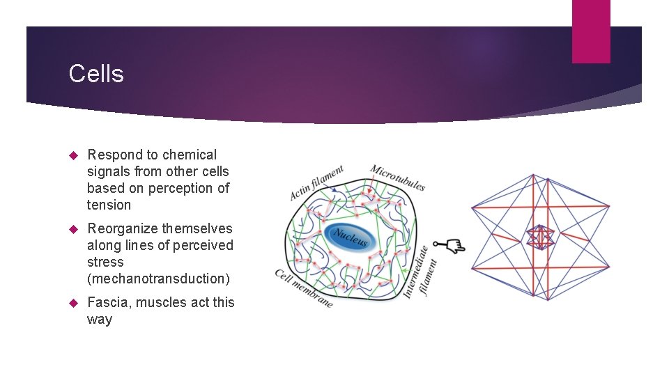 Cells Respond to chemical signals from other cells based on perception of tension Reorganize