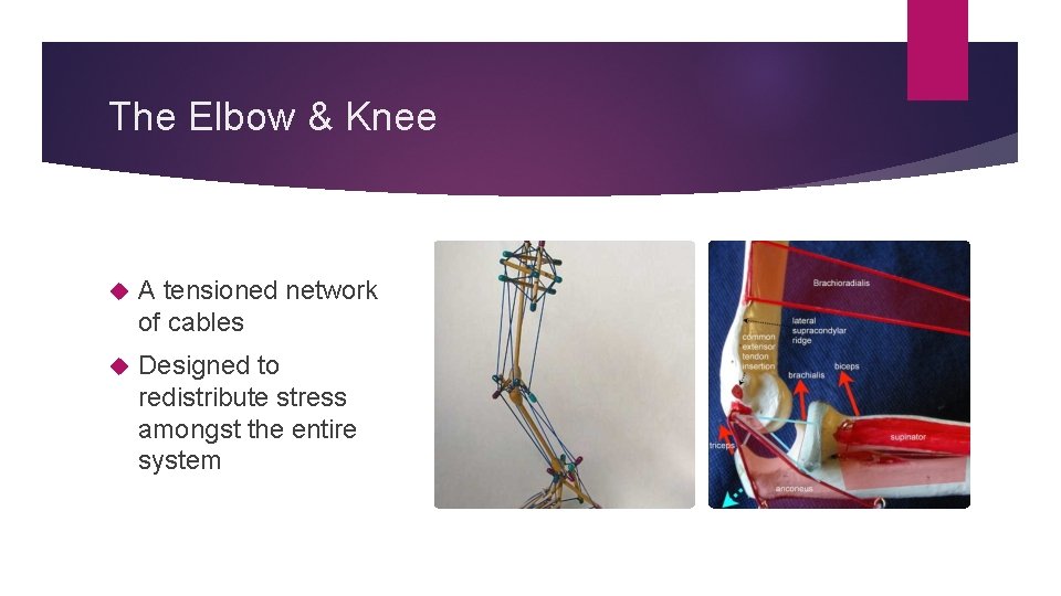 The Elbow & Knee A tensioned network of cables Designed to redistribute stress amongst
