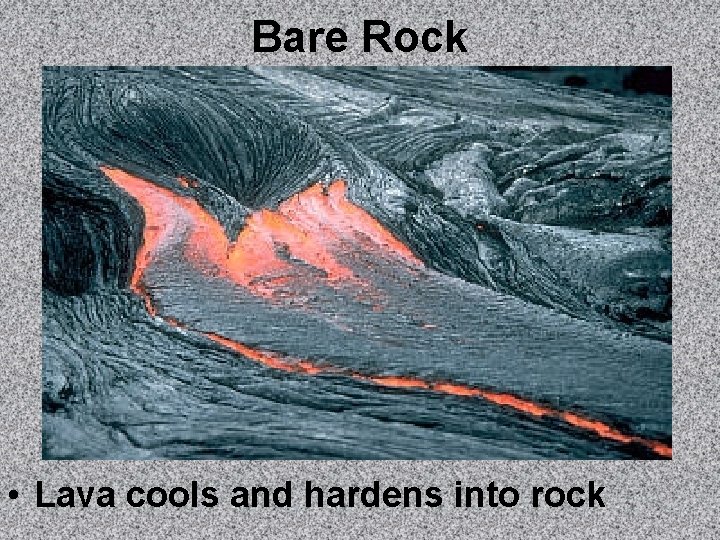 Bare Rock • Lava cools and hardens into rock 