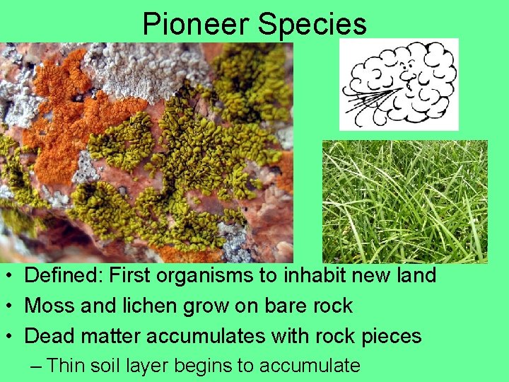 Pioneer Species • Defined: First organisms to inhabit new land • Moss and lichen