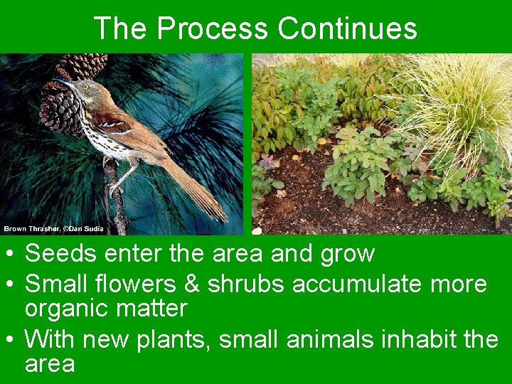 The Process Continues • Seeds enter the area and grow • Small flowers &