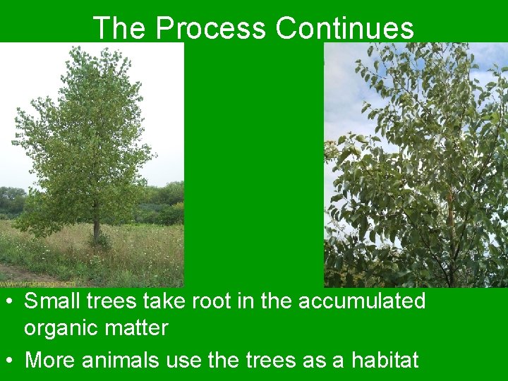 The Process Continues • Small trees take root in the accumulated organic matter •
