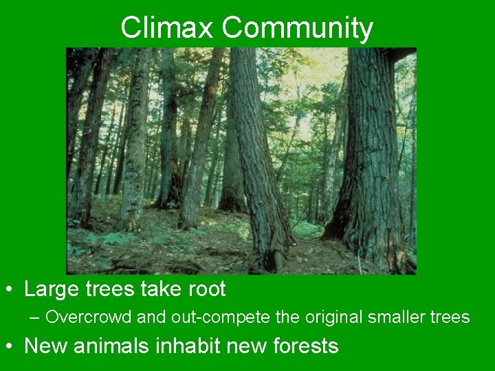 Climax Community • Large trees take root – Overcrowd and out-compete the original smaller