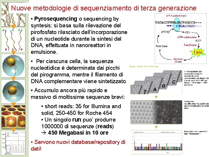 Nuove metodologie di sequenziamento di terza generazione • Pyrosequencing o sequencing by syntesis: si