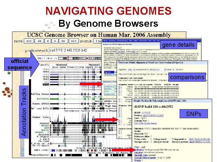 NAVIGATING GENOMES By Genome Browsers gene details official sequence Annotation Tracks comparisons SNPs 