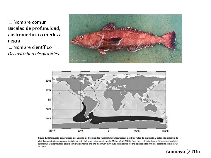 ❑Nombre común Bacalao de profundidad, austromerluza o merluza negra ❑Nombre científico Dissostichus eleginoides Aramayo