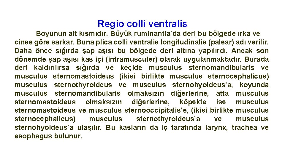 Regio colli ventralis Boyunun alt kısmıdır. Büyük ruminantia’da deri bu bölgede ırka ve cinse