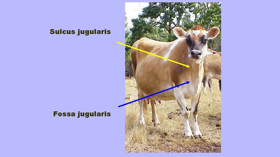 Sulcus jugularis Fossa jugularis 