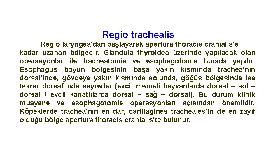 Regio trachealis Regio laryngea’dan başlayarak apertura thoracis cranialis’e kadar uzanan bölgedir. Glandula thyroidea üzerinde