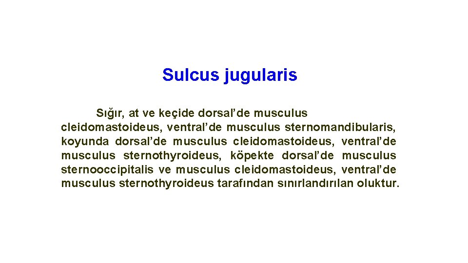 Sulcus jugularis Sığır, at ve keçide dorsal’de musculus cleidomastoideus, ventral’de musculus sternomandibularis, koyunda dorsal’de