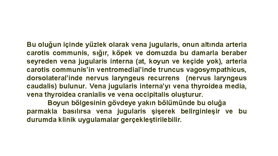 Bu oluğun içinde yüzlek olarak vena jugularis, onun altında arteria carotis communis, sığır, köpek