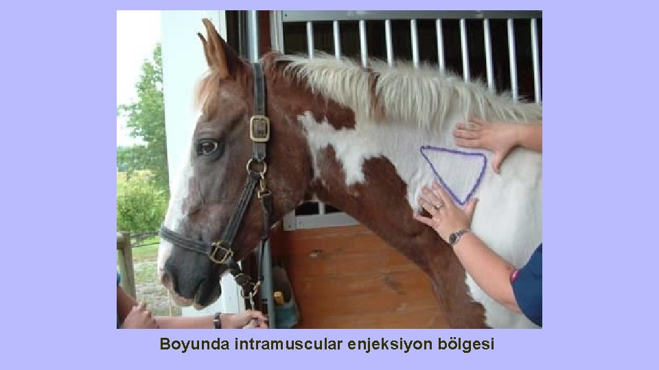 Boyunda intramuscular enjeksiyon bölgesi 