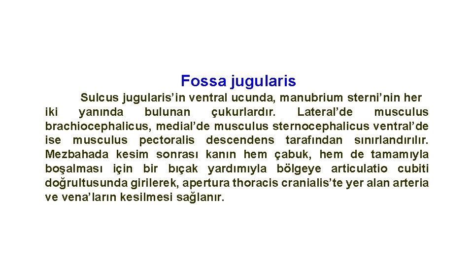 Fossa jugularis Sulcus jugularis’in ventral ucunda, manubrium sterni’nin her iki yanında bulunan çukurlardır. Lateral’de