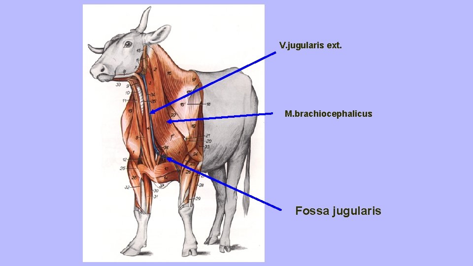 V. jugularis ext. M. brachiocephalicus Fossa jugularis 