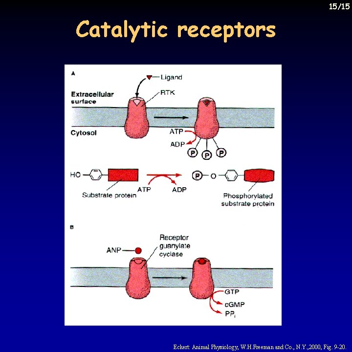 15/15 Catalytic receptors Eckert: Animal Physiology, W. H. Freeman and Co. , N. Y.