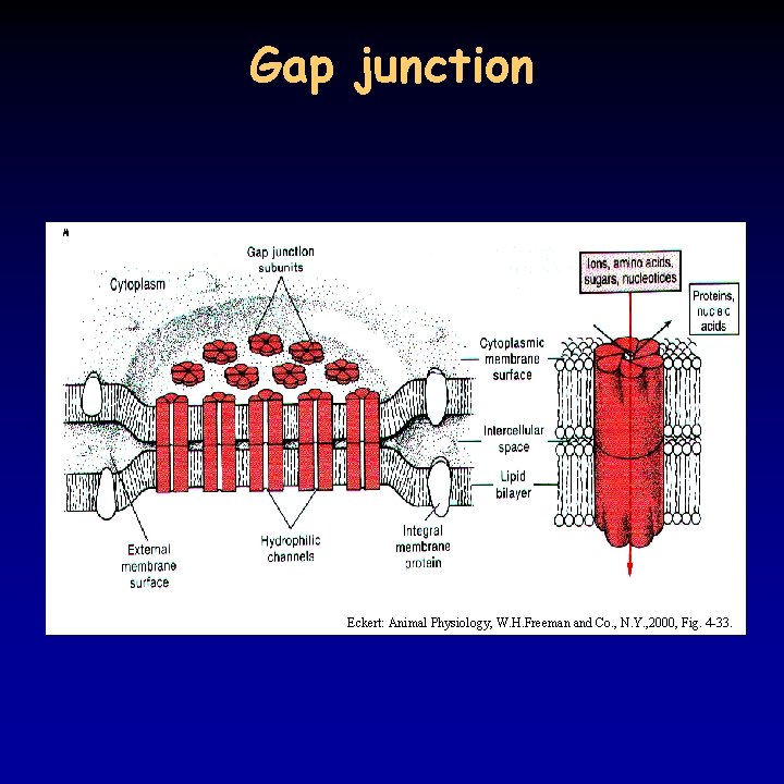 Gap junction Eckert: Animal Physiology, W. H. Freeman and Co. , N. Y. ,