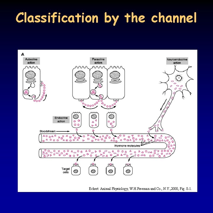 Classification by the channel Eckert: Animal Physiology, W. H. Freeman and Co. , N.