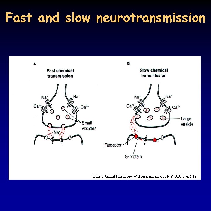 Fast and slow neurotransmission Eckert: Animal Physiology, W. H. Freeman and Co. , N.