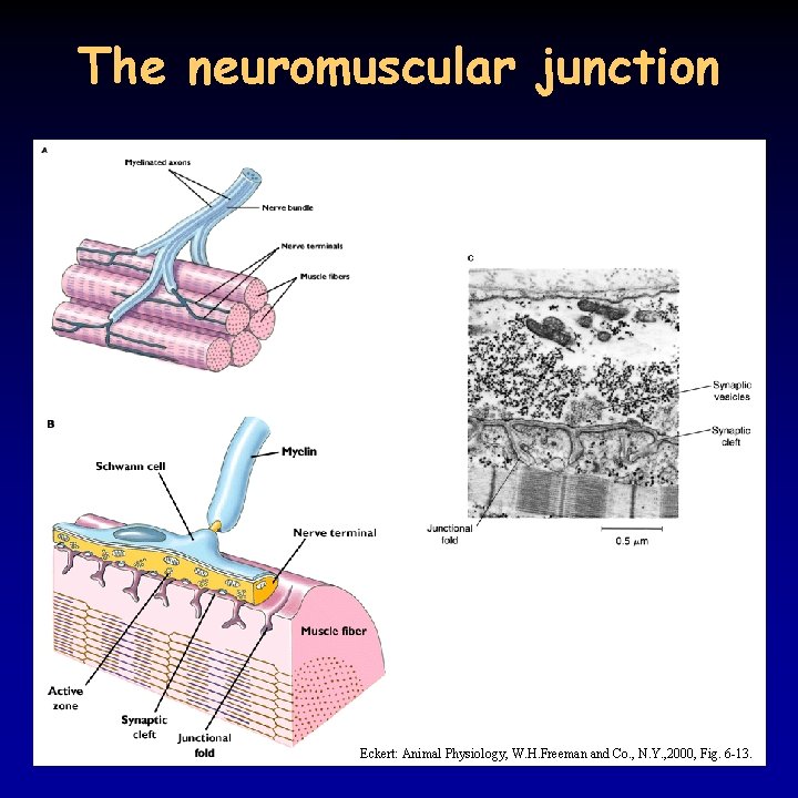 The neuromuscular junction Eckert: Animal Physiology, W. H. Freeman and Co. , N. Y.