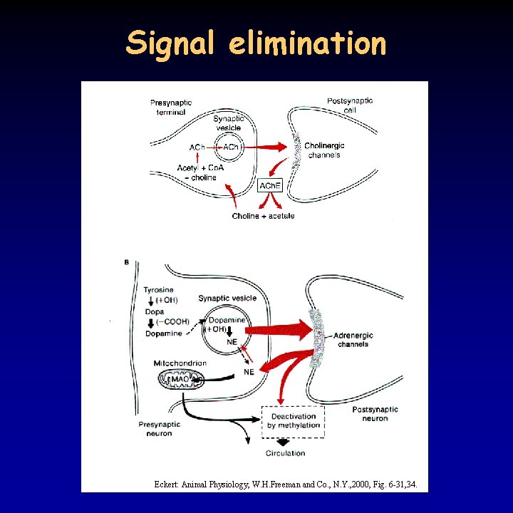 Signal elimination Eckert: Animal Physiology, W. H. Freeman and Co. , N. Y. ,