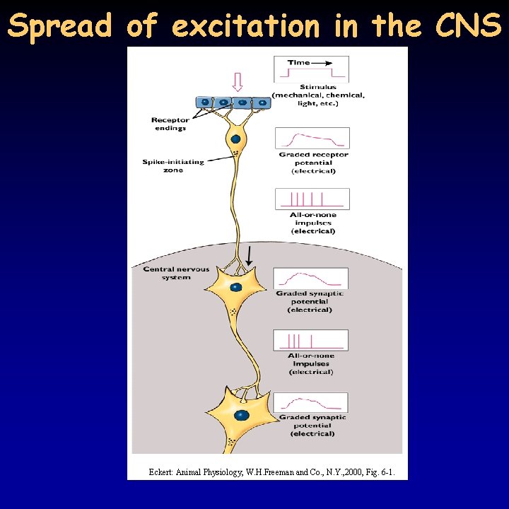 Spread of excitation in the CNS Eckert: Animal Physiology, W. H. Freeman and Co.