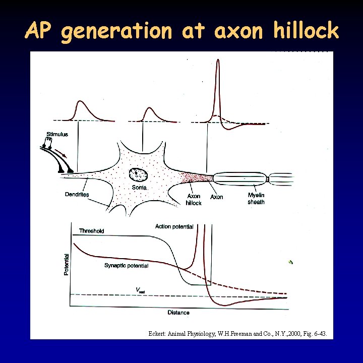 AP generation at axon hillock Eckert: Animal Physiology, W. H. Freeman and Co. ,